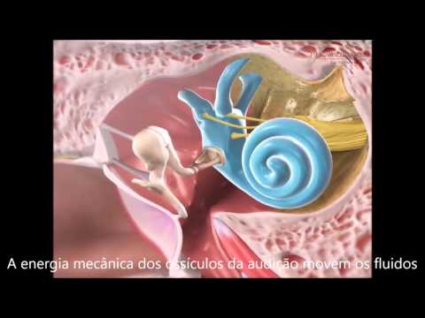 COMO funciona a AUDIÇÃO - Sistema Auditivo -  Dr. Luciano Moreira - Otorrino - Rio de Janeiro