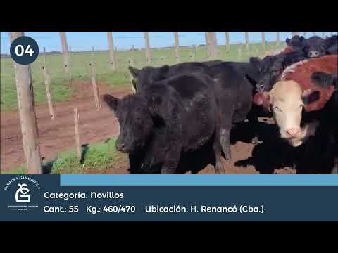 Lote NV exportacion - Huinca Renancó Cba
