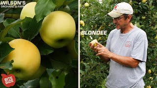 Blondee Apples | Bite Size