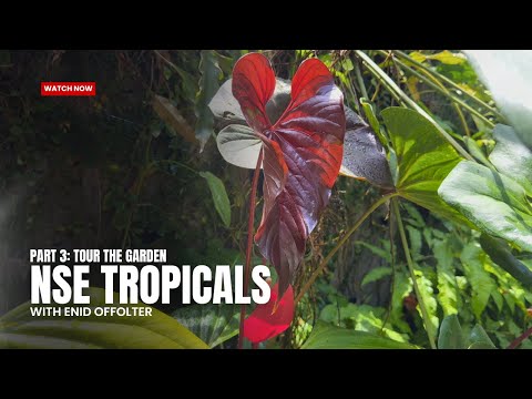 Behind the Scenes at NSE Tropicals: Where Rare Aroids Come From