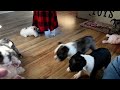 Boston Terrier dogs for sale: Luna - Video 1