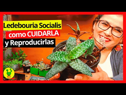 , title : 'Ledebouria Socialis como CUIDARLA y REPRODUCIRLA'