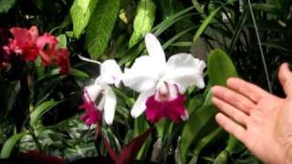 Hybird Orchids Hawaii Botanical Gardens Honolulu