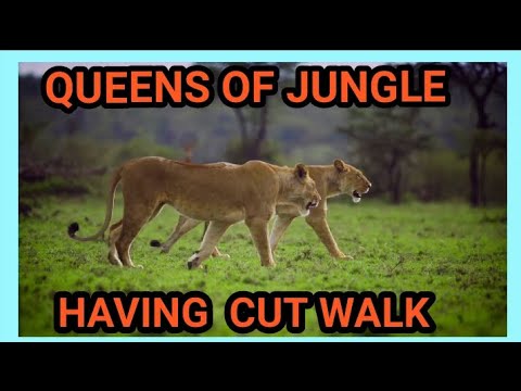 Queens  of JUNGLE having a CUT WALK..|LIONESS #jungle #nature #wildlife