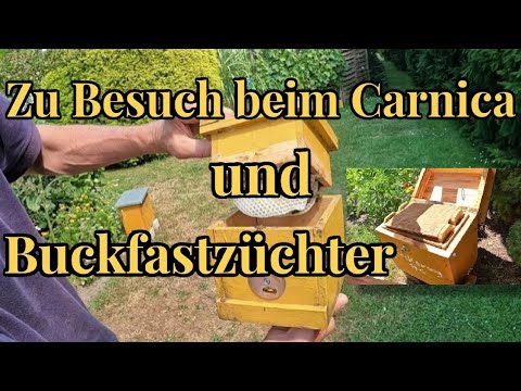 Reinzuchtköniginnen vom Carnica und Buckfastzüchter | Bienenköniginnen für die Imkerei