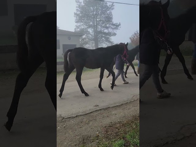 Poulain m&acirc;le anglo arabe 