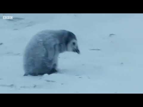 baby penguin must find her mother