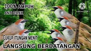 Download lagu Suara Pikat Burung KASO-KASO Terampuh 100%Anti Zonk mp3 Download lagu Suara Pikat Burung KASO-KASO Terampuh 100%Anti Zonk mp3