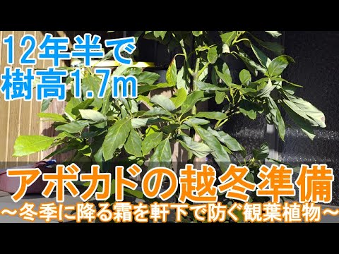 アボカドの木が最低限の寒さの霜に耐えられる温度はどれくらいですか?