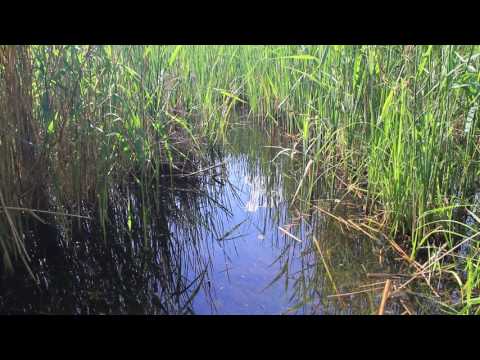 Odgłosy znad wody/ Die Geräusche aus dem Wasser/ Sounds from the water