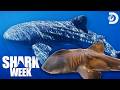 The World S RAREST Sharks Shark Week Discovery