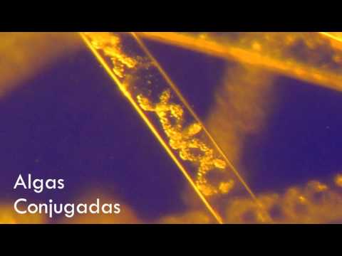 Algas Conjugadas