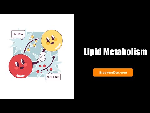 Lipid Metabolism Explained: Digestion, Beta-Oxidation, Synthesis & Regulation