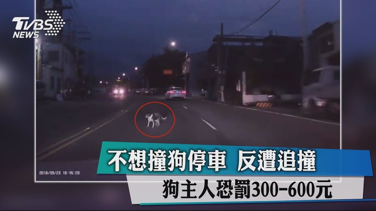 不想撞狗停車反遭追撞 狗主人恐罰300到600元