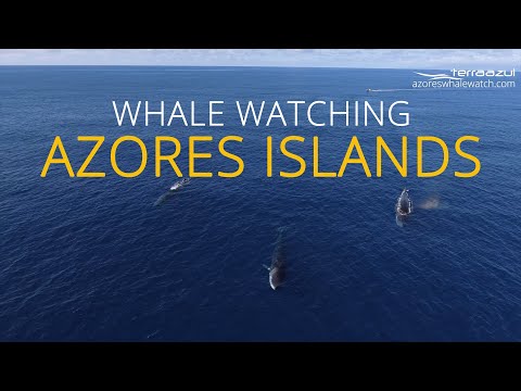 Whale Watching in Azores Islands is unquestionably one of the most exciting adventures in Portugal! 15 minutes away from Ponta Delgada airport in São Miguel, and 2 to 3 hours from UK & EU, 4 - 5 from US & Canada! https://www.azoreswhalewatch.com

Join exciting Adventure Expeditions with TERRA AZUL, marine eco-tour operator since 2001, specialized in #WhaleWatching and Wildlife Tours, daily at the Marina of Vila Franca do Campo in São Miguel - #Azores Islands, heart of the Atlantic Ocean.

Responsible #Ecotourism with Scientific Education, Research Contribution, Wildlife Conservation, Local Culture - and the highest respect for Nature.

#Travel to a unique place to observe Marine Wildlife, with a 98% spotting chance for Cetaceans in average 3 different species per tour. 4 resident species (including Sperm Whales), and from March up to 24 species, with Blue #Whales, Fin Whales, Sei Whales, and many many #Dolphins, many Birds and abundant marine #Wildlife!

Subscribe for More Wildlife Videos! https://goo.gl/Drrq5a
See Whales & Dolphins - https://www.azoreswhalewatch.com