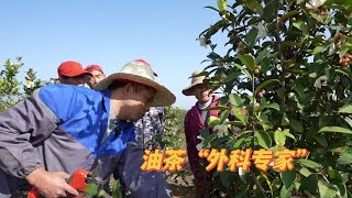 醴陵油茶林中“请都请不到的外科专家”