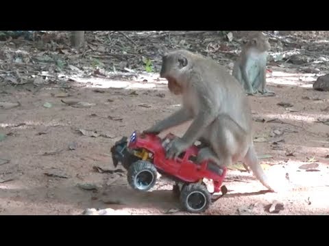 How To Make Fun With Monkeys | Everyday Monkey Funny YouTube Videos From Cambodia