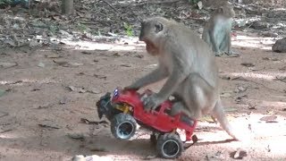 How To Make Fun With Monkeys | Everyday Monkey Funny YouTube Videos From Cambodia