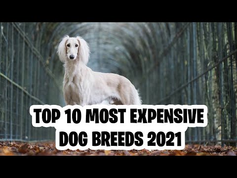 Top 10 Most Expensive Dog Breeds in 2021 | Dog Lovers