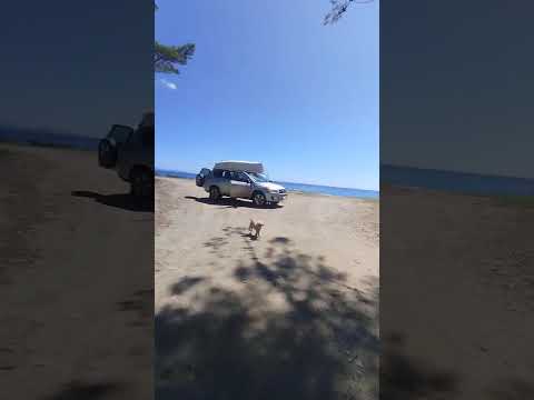 recomendado para todos en región del bio bio Serca de Arauco #fyp #viral  #viralvideo #parati