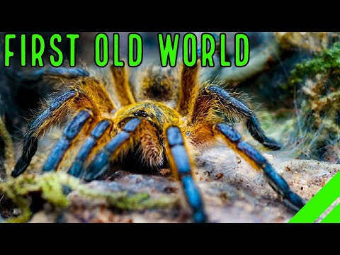 Top 10 BEST Beginner OLD WORLD Tarantulas for YOU!