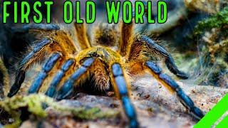 Download lagu Top 10 BEST Beginner OLD WORLD Tarantulas for YOU! mp3