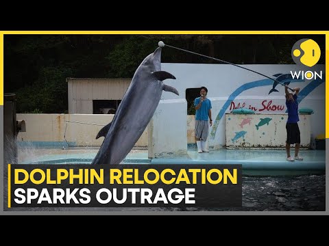 France: Activists Demand Halt to Dolphin Transfer to France’s Beauval Zoo | WION
