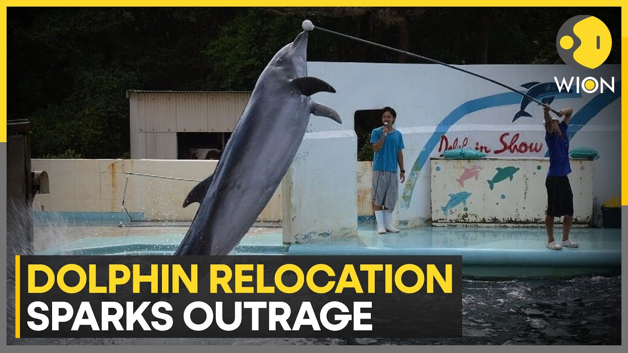 France: Activists Demand Halt to Dolphin Transfer to France’s Beauval Zoo | WION