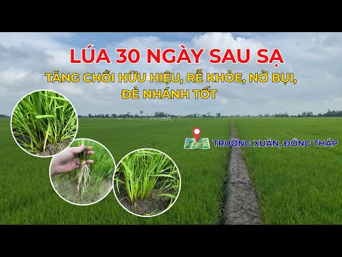 Lúa 30 ngày sau xạ nổ rễ