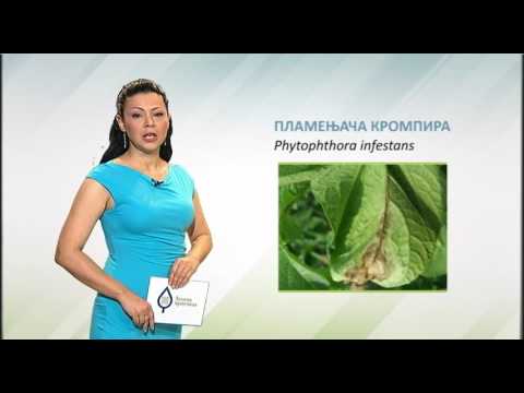 Zelena prognoza, 7.6.2017. - O plamenjači krompira