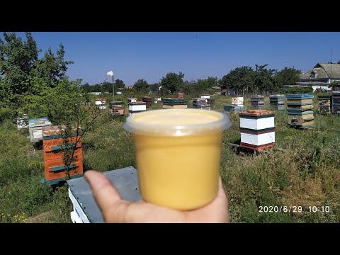 Как придать товарный вид мёду с подсолнуха