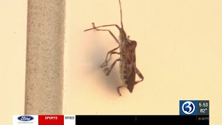 Why we are seeing more stink bugs, and how to get rid of them