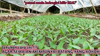 Download lagu 15hss, cara baik memperlakukan semaian cabe mp3