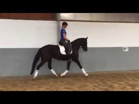 Weidenhof-Verkaufspferd:"SILLY DELUXE" *2012 Hannoveraner Rappstute v. Sarkozy