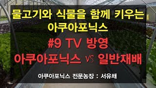 [서유채Farm - 9편] 아쿠아포닉스 VS 일반 재배