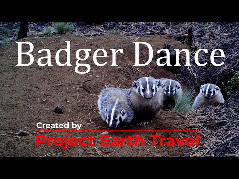 Badger Dance - created by Project Earth Travel