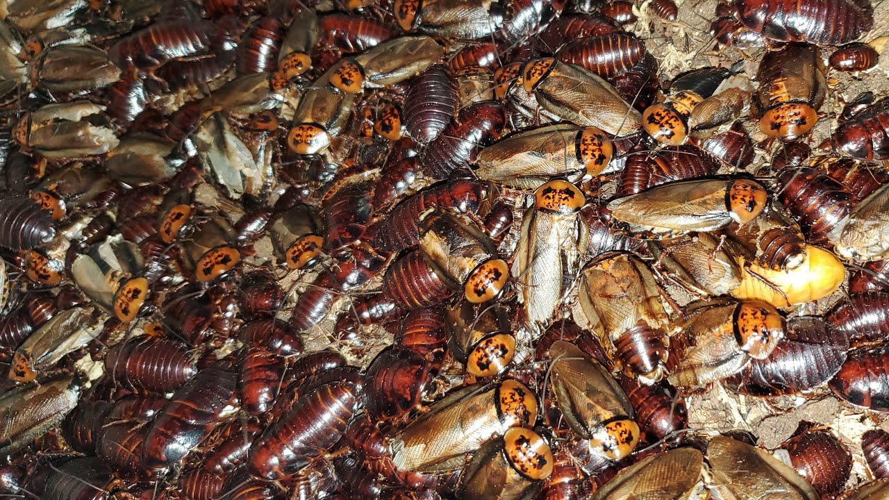 3/8生体即売会AWAKE準備ゴキブリパッキング