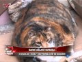 Tembel Kedi Aysel