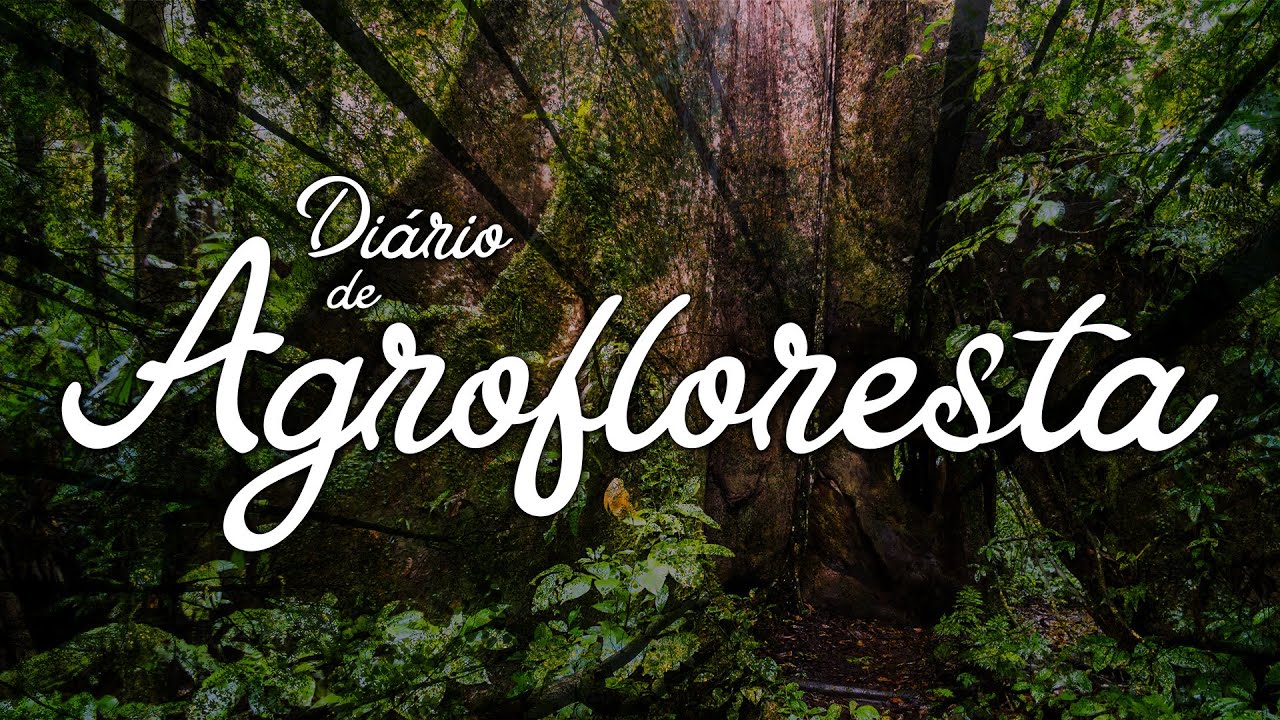 Princípios da Agrofloresta.