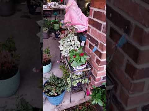 Cori's flowers May 31 a 2019