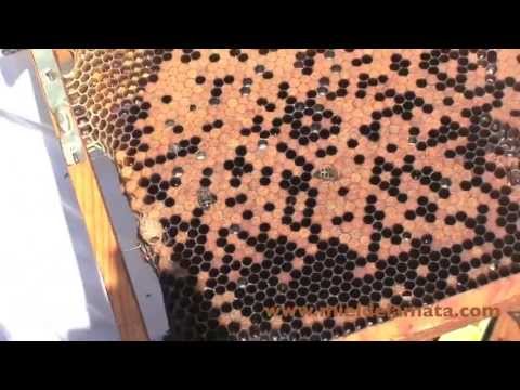 Miel ecológica - Miel de la Mata, apicultura ecológica certificada de producción española