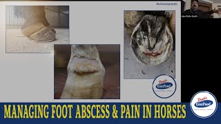 How to deal with foot abscess in Laminitic horse
