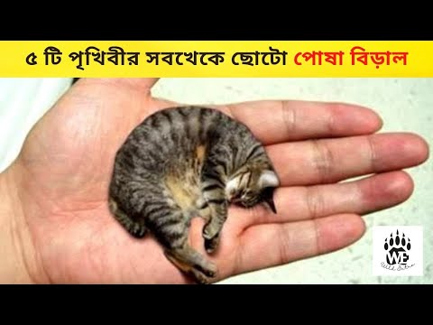 TOP 5 SMALLEST CAT BREEDS In The World
