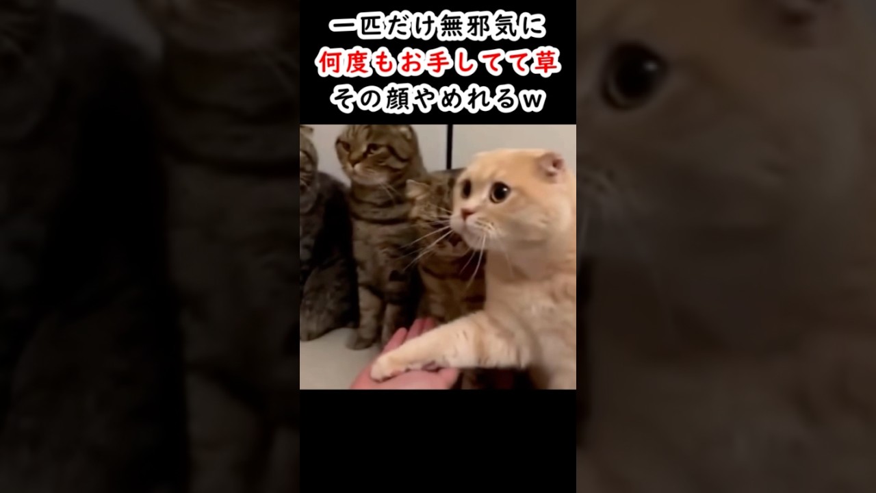 1匹だけ何度もお手してきてわろたー260403 #おもしろ #面白い #爆笑