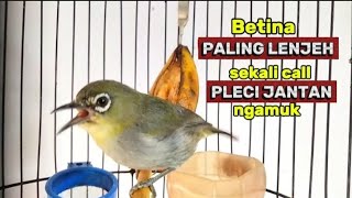 Download lagu Pleci betina paling lenjeh, sekali CALL pleci jantan langsung ngamuk mp3 Download lagu Pleci betina paling lenjeh, sekali CALL pleci jantan langsung ngamuk mp3