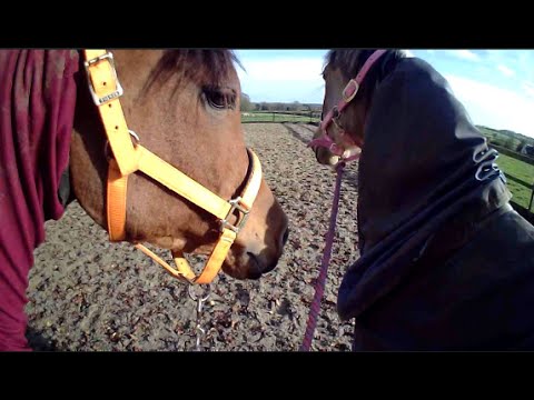 Farouk is good on the lunge & in hand. Farouk think sheep are ok 😊 The Motorway progresses quickly