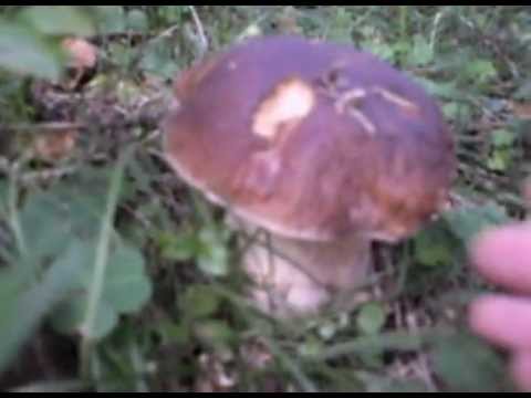 Barriera di crema di floresan da abbronzatura di lentiggini e risposte di pigmentazione Se è possibile prendere il sole se su una faccia il pigmentary nota