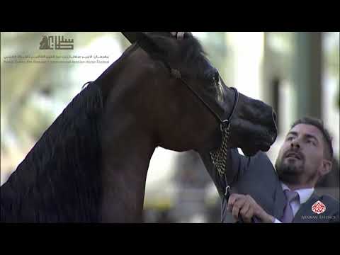 N.200 YAMILA OC - 2020 PSAIAHF Al Khalediah Show - Mares 4-6 Years Old (Class 7A)