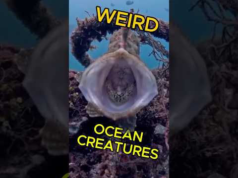 🌊CRAZY SEA CREATURES 🐙|  #viral #shorts #trending