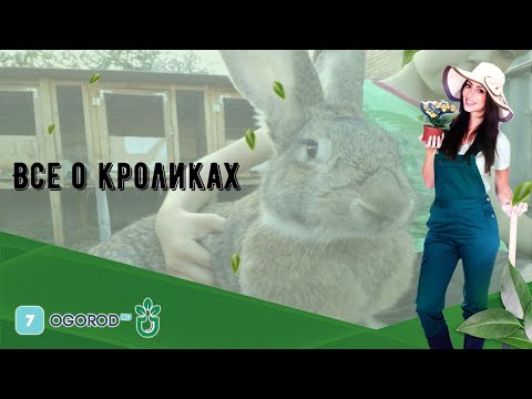 , title : 'Все о кроликах'